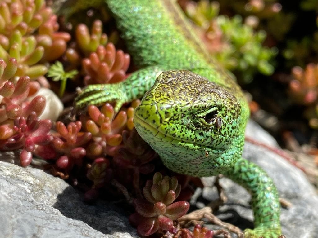 Trockensteinmauer in Pfäffikon – Hanggarten