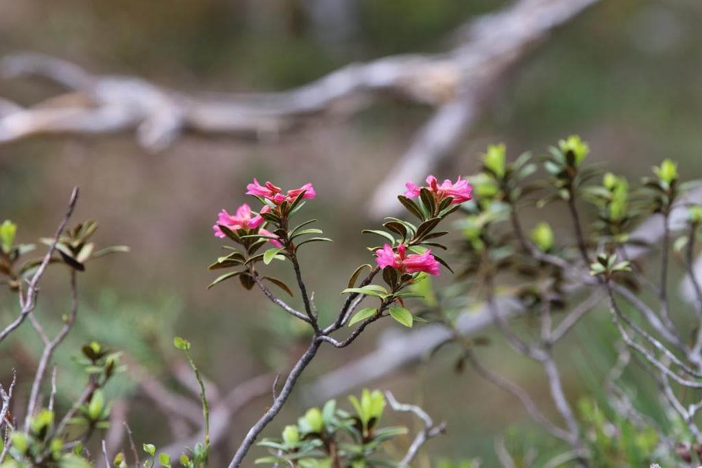 Gartenunterhalt in Dübendorf – Mehrfamilienhaus